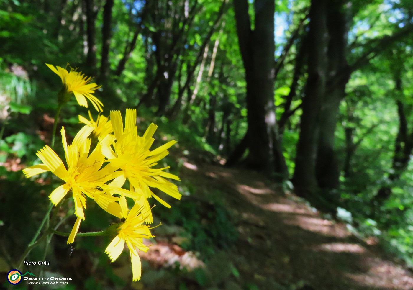 08 Scorzonera humilis- Scorzonera minore sul sent. 505 con bosco di carpini neri.JPG